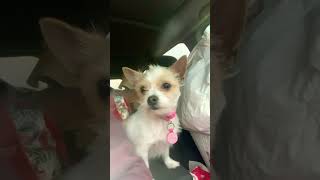 Dudette Lucy funny pets cute [upl. by Anatak818]