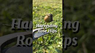 Harvesting Rose Hips and Discussing Their Health Benefits as Rose Hips Tea😲😳👀 [upl. by Caz]