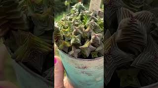 SUCULENTA Crassula Capitella Thyrciflora 多肉植物 다육이들 suculentas succulents shortsyoutube plants [upl. by Artinak]