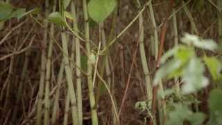 Property Care Association  Dealing With Japanese Knotweed Effectively [upl. by Nomaj611]