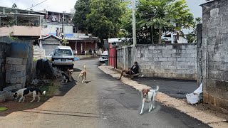 Riviere Des Creoles Village  South Mauritius 🇲🇺 [upl. by Fogel]