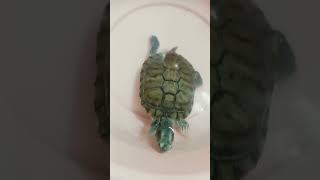 Your lugubrious turtle ballet turtlemoments turtlejoy turtlecomfort [upl. by Brenton251]