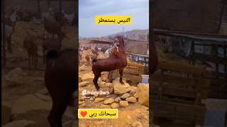 وكأني أرى التيس يستمطر سبحانك ربي ❤️ ماعز goat shorts [upl. by Gnoht]