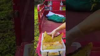 Sweet life asmr food honey farm honeycombeating village farming honeyberry satisfying [upl. by Kiehl]