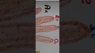 lets learn vowel short and long vowel with Sakshidiwedis4f [upl. by Abate101]