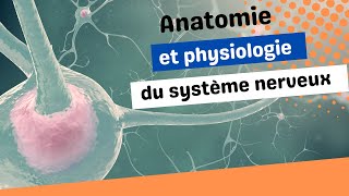 Anatomie et physiologie du système nerveux [upl. by Ramej35]