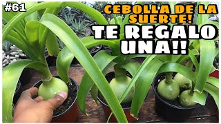 Cebolla de la SUERTE Albuca bracteata Mis Consejos  Sorpresa [upl. by Elitnahc]