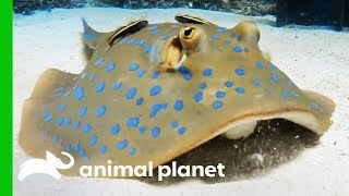 These Stingray Pups Prove That Slimy Can Be Cute  The Aquarium [upl. by Hays4]