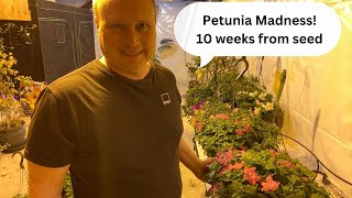 Grow Petunias from seed to huge beautiful hanging baskets in record time [upl. by Anirehtac]