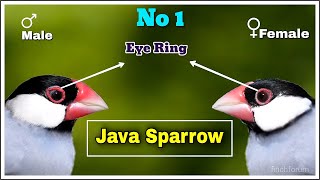 Difference between male and female Java Finch Java Sparrow [upl. by Brady]