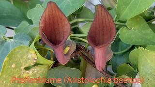 Aristolochia baetica Pfeifenblume AristolochiaBaetica Flower Blüte Trichter Kelch [upl. by Hpeseoj]