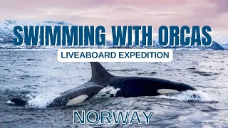 Swimming with Orcas in Norway on a 6 days Liveaboard Expedition with Orca Norway  November 2023 [upl. by Blen]