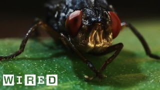 This Is a Botfly Its Horrific Larvae Grow and Feed in Human Flesh  Absurd Creatures [upl. by Akehsar]