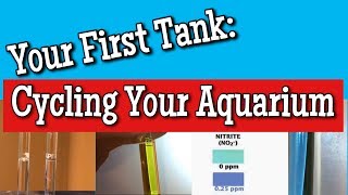 Your First Tank pt 6 Cycling your Aquarium [upl. by Morgen]