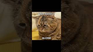 BYE BYE BYE byebyebye deadpool songoftheday catcore catsofyoutube cat catlover memes [upl. by Murat]