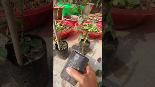 rose plants cutting se v grow hota hayyoutubeshorts rose garden tending [upl. by Dorreg]