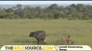 Cape Buffalo Mom Denies Spotted Hyena Hunt of Her Calf Right After Giving Birth  Kenya Safari [upl. by Leina]