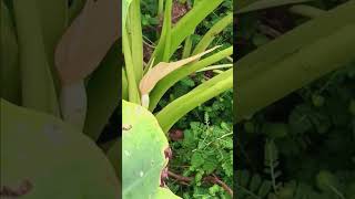 Elephant Ear Bloom [upl. by Tildie]