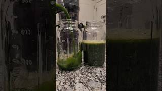 Liquid chlorophyll part 2 juice greenjuice juicerecipe selfcare selflove [upl. by Tidwell]