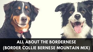 All About The Bordernese The Border Collie Bernese Mountain Mix [upl. by Enaitsirhc]