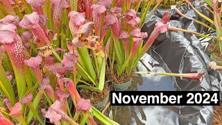 Carnivorous Plant Care for November 2024 [upl. by Seeto]