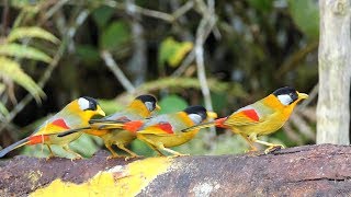 Birds of Malaysia Frasers Hill [upl. by Arabella784]