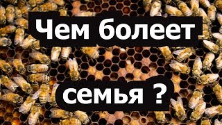 Пасека 39 Это может Гнилец или нет Пчелиный эксперимент  Чем болеет семья  Пчеловодство Пасека [upl. by Ttnerb]