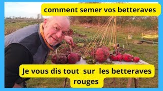 Comment réussir les betteraves rouges au jardin [upl. by Kingsbury159]