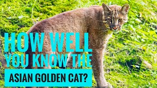 Asian Golden Cat  Description Characteristics and Facts [upl. by Einneg479]