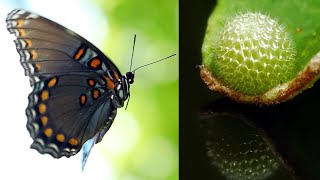 Butterfly Eggs Hatching [upl. by Anas824]