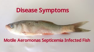 Motile Aeromonas Septicemia infected fish Labeo rohita [upl. by Onra]