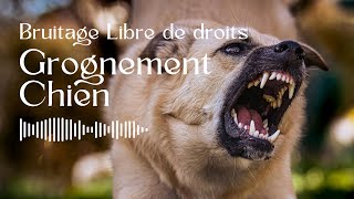 Grognement de Chien  Bruitage Libre de Droit [upl. by Oyr]