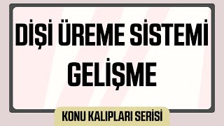 Dişi Üreme Sistemi ve Gelişme [upl. by Lothar]