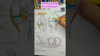 👉 Articulación de la Rodilla anatomy anatomiahumana sabiasque anatomia anatomiafacil tips [upl. by Vonny]