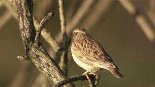 Woodlark [upl. by Fulbright]