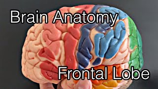 Cerebral cortex anatomy frontal lobe English [upl. by Daza]