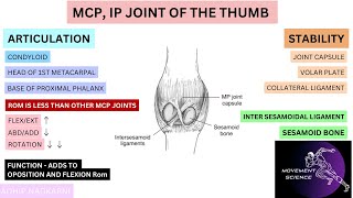 MCP IP JOINT OF THUMB HAND COMPLEX BIOMECHANICSPhysiotherapy [upl. by Ahset]