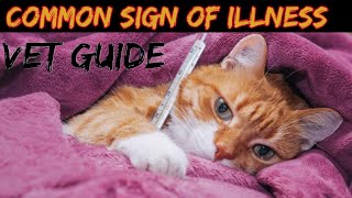 Common signs of illness in cats  Persian cat sickness symptoms and treatment  Drhira saeed [upl. by Airehs]