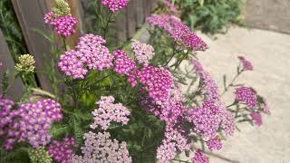 Yarrow Plant Profile [upl. by Akirdnas]