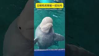 White whale Can Andy play with killer whales Sanya Atlantis Animals confusing behavior Killer [upl. by Sheley454]