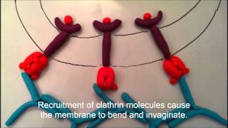 Clathrin mediated endocytosis [upl. by Ynos]