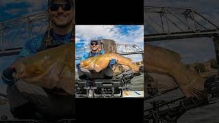 Hauling in that 41 inch flathead kayakfishing kayakcatfishing nucanoe catchthefever gopro [upl. by Kaehpos]