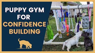 Puppy Playground Using the Jungle Gym to Build Confidence [upl. by Oag743]