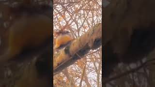 Acrobatic chickadee rides the branch in heavy winds bird nature chickadee wildlife [upl. by Navada535]