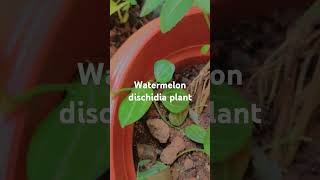 watermelon dischidiadischidia nature gardenvibes garden flowers gardenvibes flowers [upl. by Eremaj]