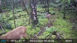 Bad Benteim Germany wildlife  109 Deer again mother with youngster [upl. by Chen869]