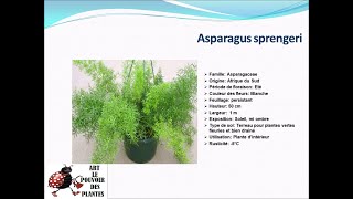 Fiche technique Asparagus sprengeri Plante dintérieur [upl. by Nwahsal]