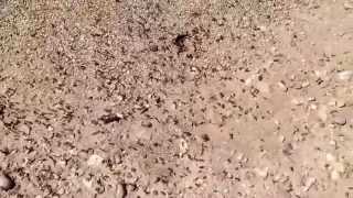 Capturing a red harvester ant queen  Part IV Nuptial flight [upl. by Gideon]