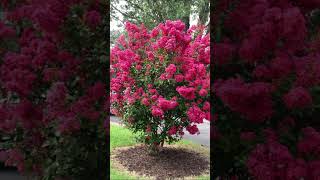 Crape Myrtles in my Neighborhood [upl. by Pennington]