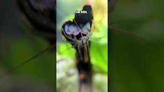 Bamboo amp Vampire Shrimp 🦐 Where Do They Thrive in Nature [upl. by Erlene]